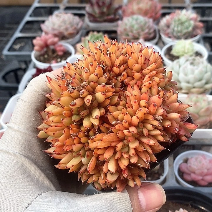 1-6虎鲸系列超大个 6815