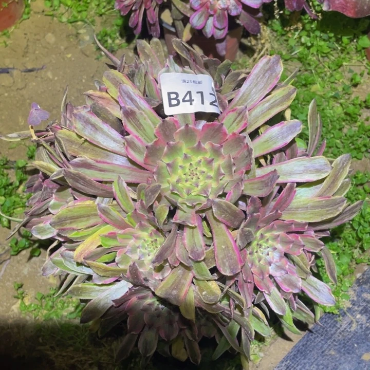 412粉黛多肉植物