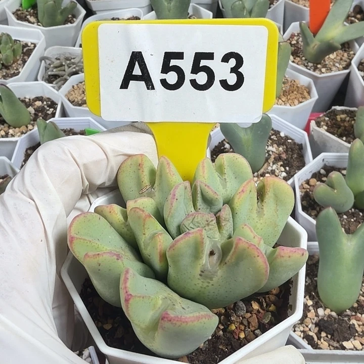 553hhhhbbjnnnnnnnnnnnnn