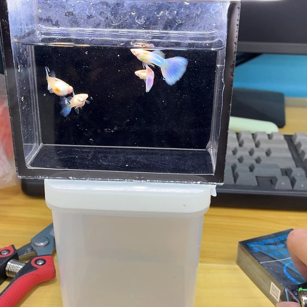 孔雀鱼天使彩虹两对