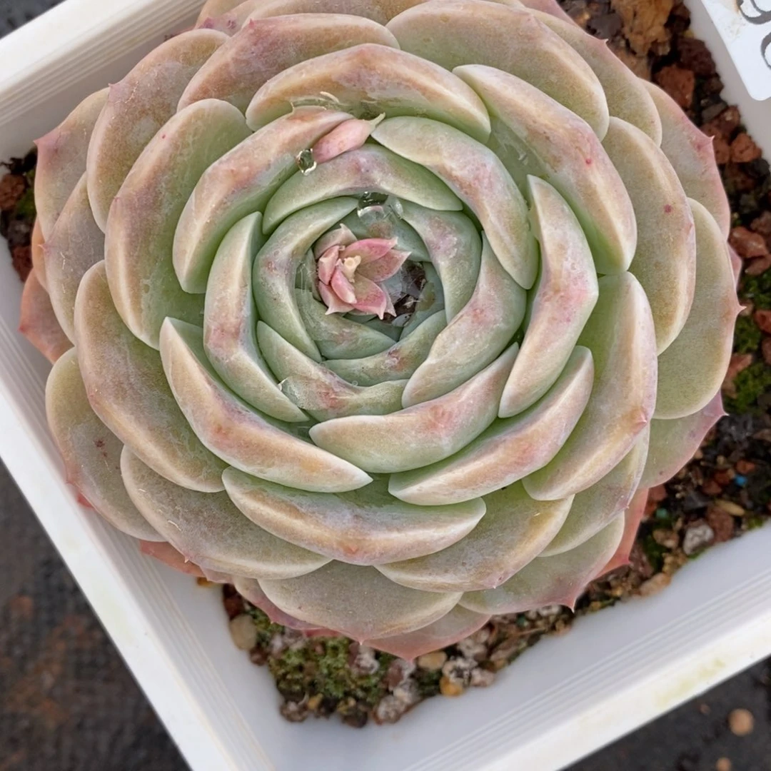 7996杂交多肉老桩