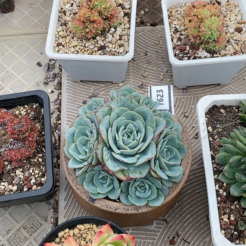 【闪购商品】奶油黄桃1623