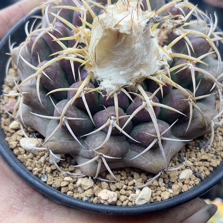 实生圆盘玉一颗包邮