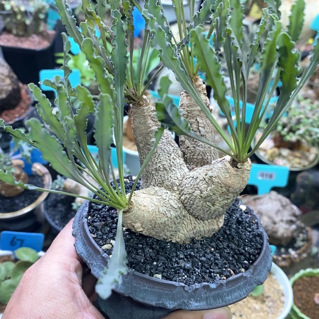 产地波涛大戟多肉