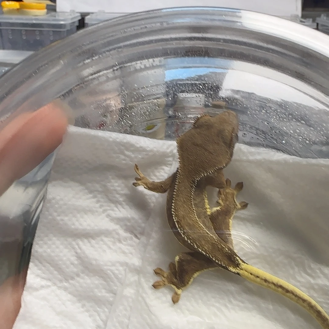 汪***店睫角守宫双红莉莉