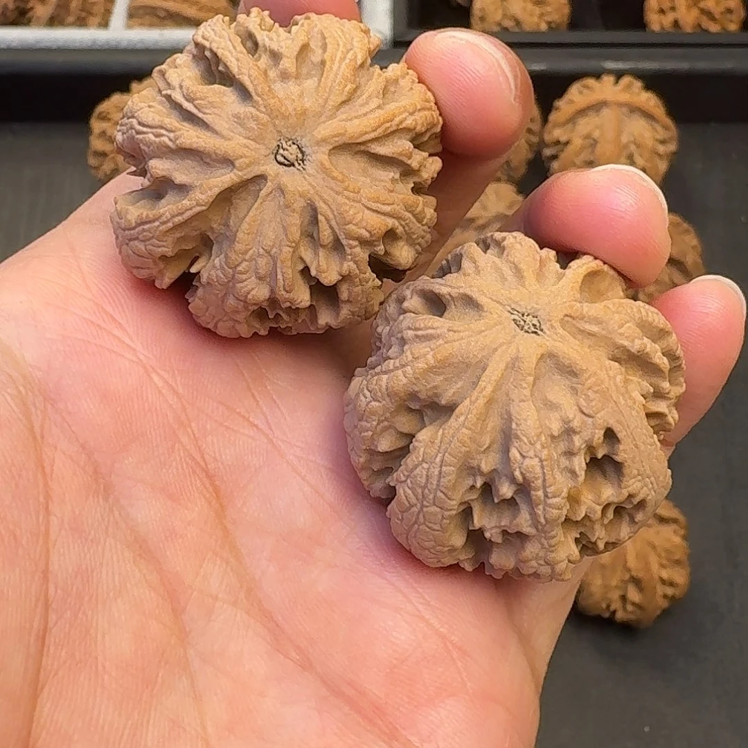 核桃突突突突突突突突突突突突突突