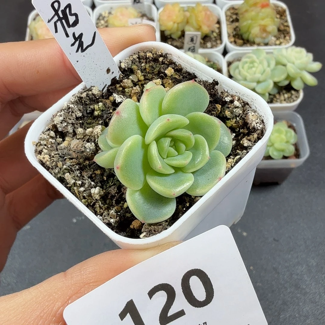 极光双头一物一拍120