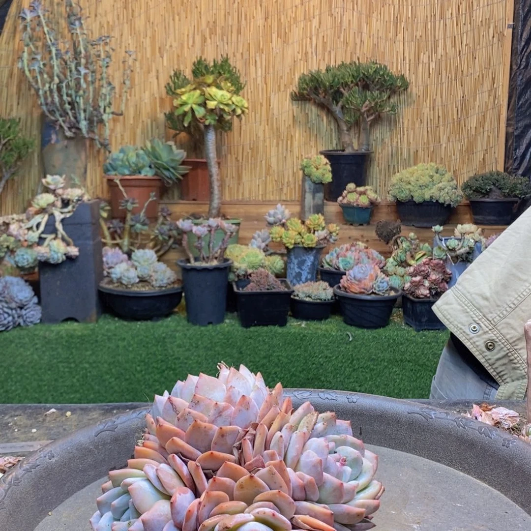 ?****乐236号橙子多肉