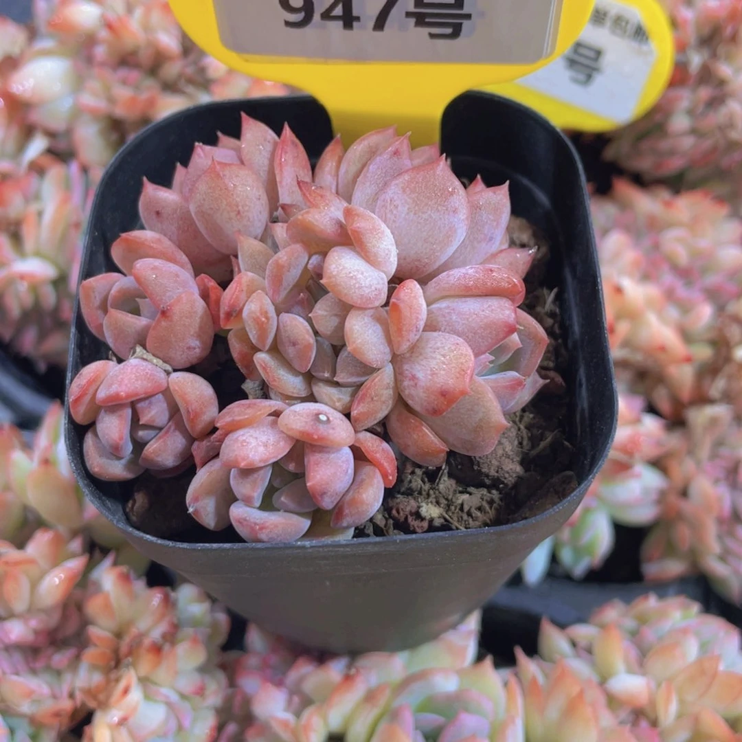 947号 捧花琥珀缀化