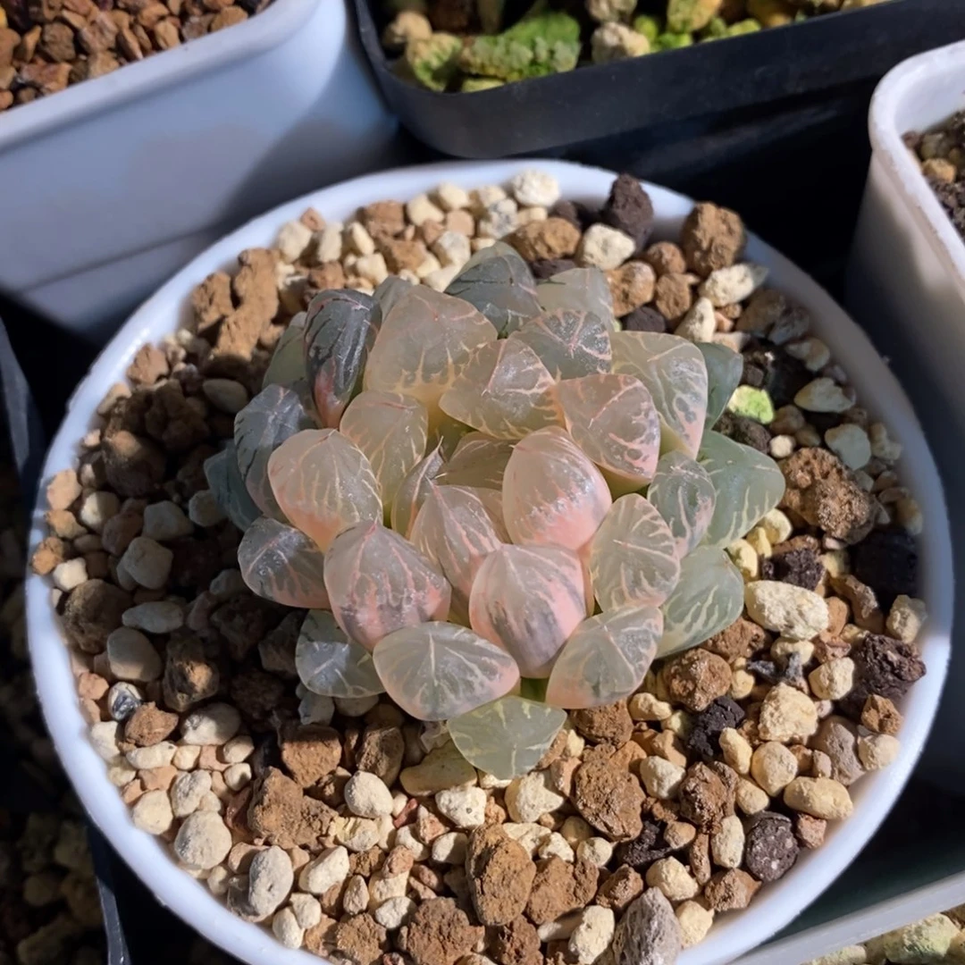 一颗实生糊斑玉露锦 新年福利