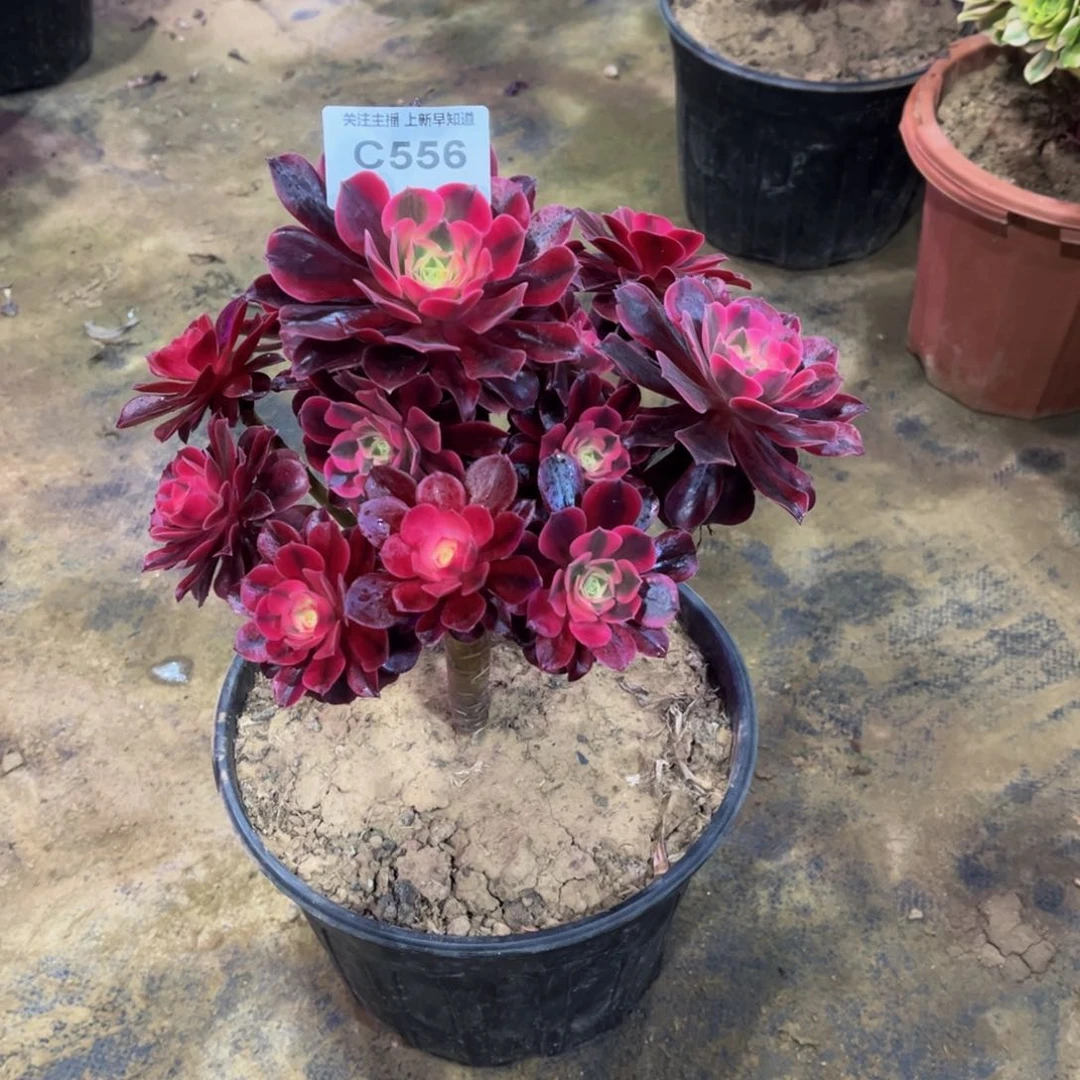 L****g多肉556美杜莎法师