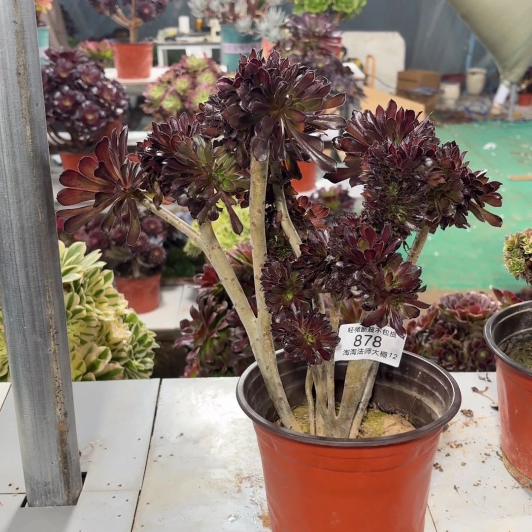 878黑法师缀化多肉丛林