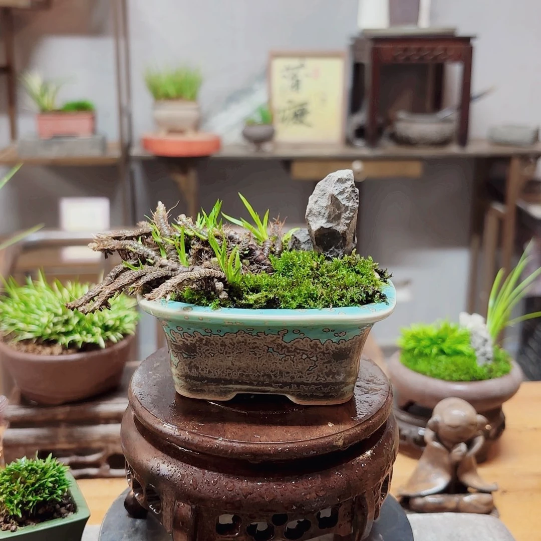 完全开放忧***带