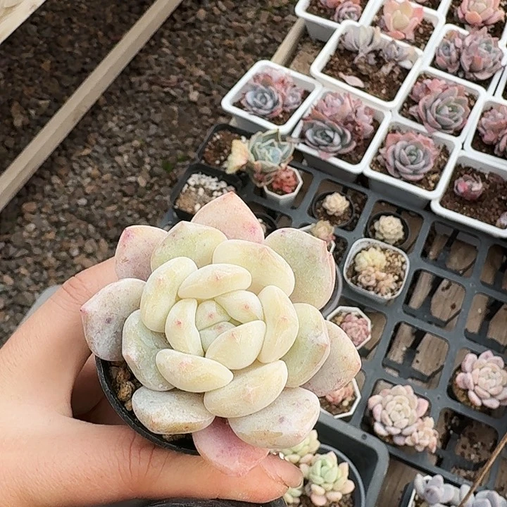 小*多肉植物满20包邮