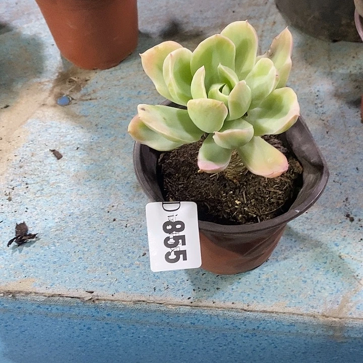 血***怕855绮罗pgggtajgmdtmp