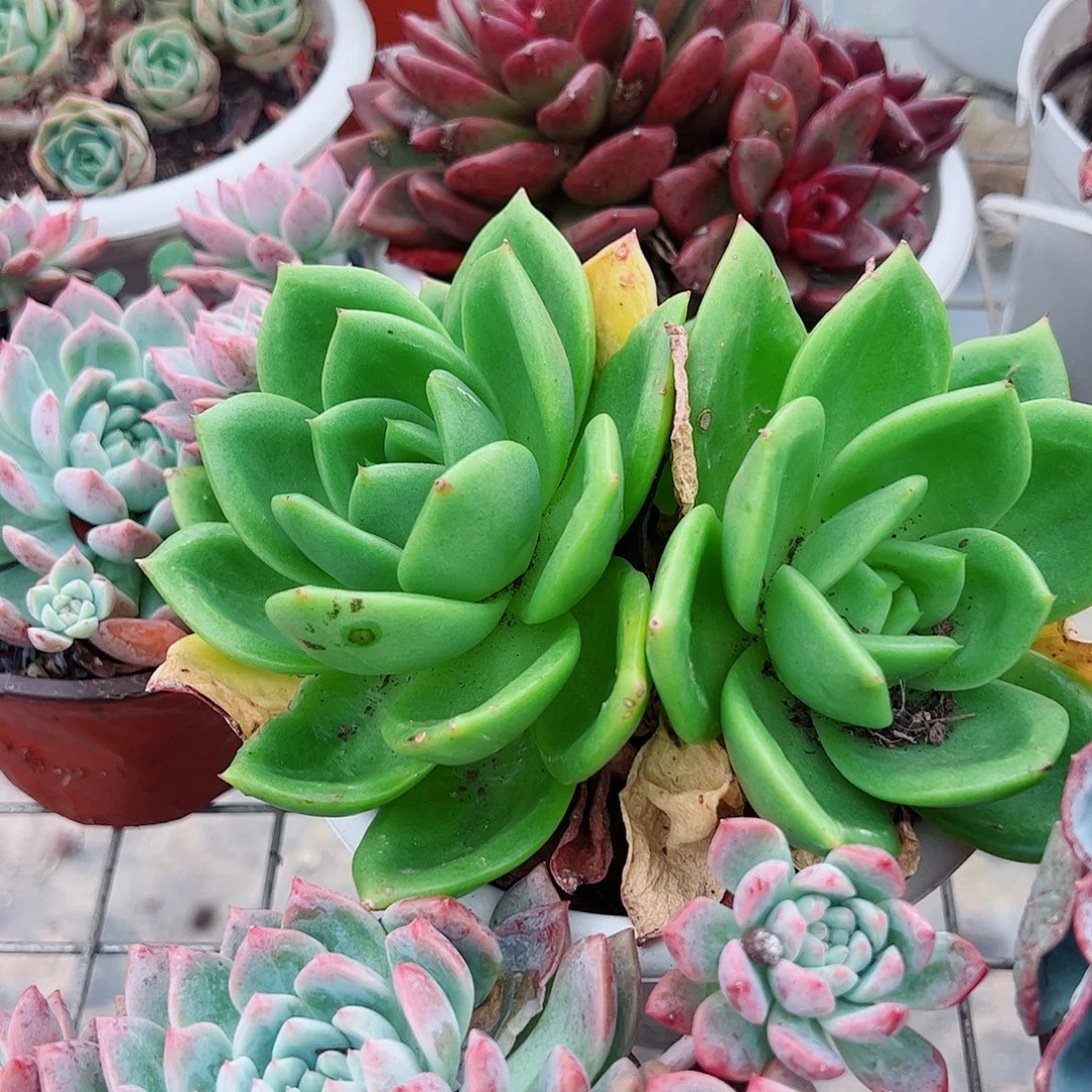 翠花双头起发精品特价