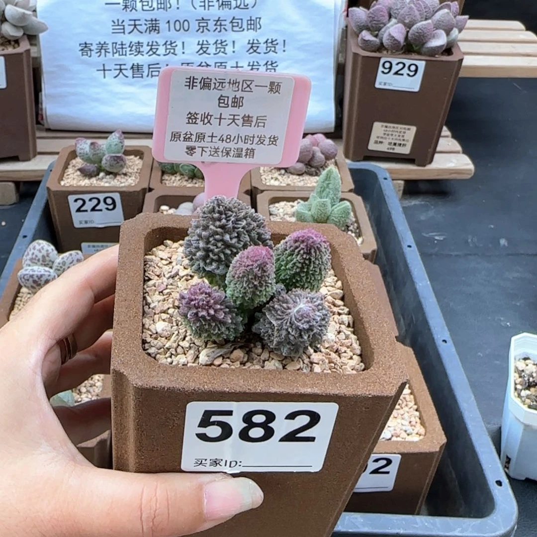 582朱紫玉多肉植物