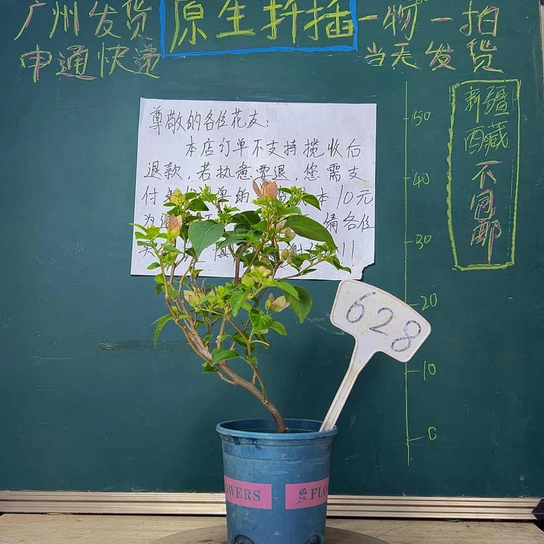 当前无花栽培后可以开花  造型 暗斑五宝  628