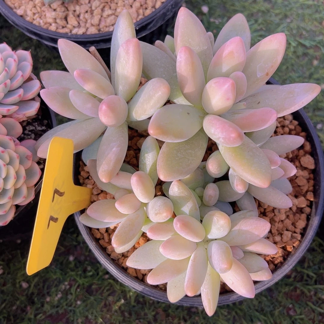 香玉的故事是一个人的