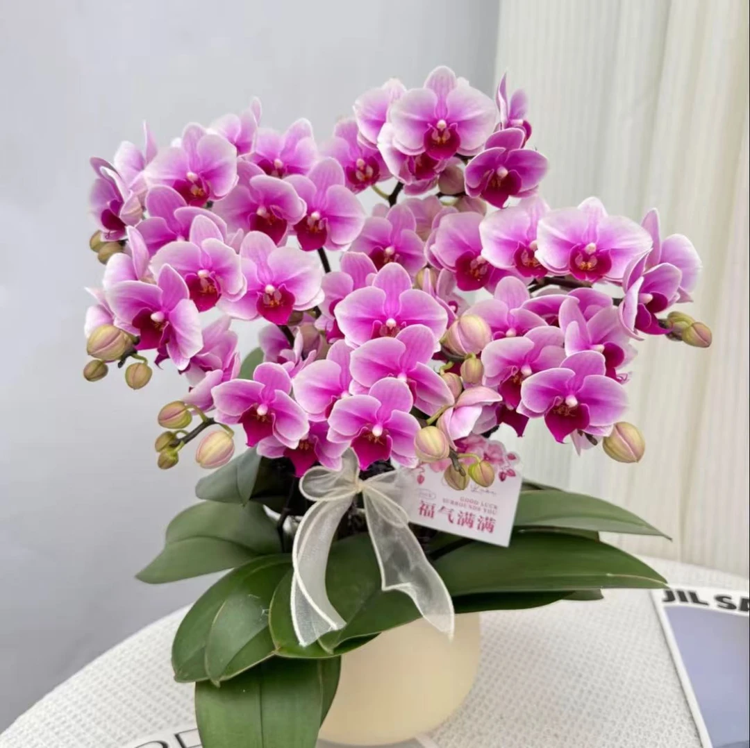 蝴蝶兰《绝代双骄》粉紫色系大花 鲜活绿植 经典品种 带花带花苞