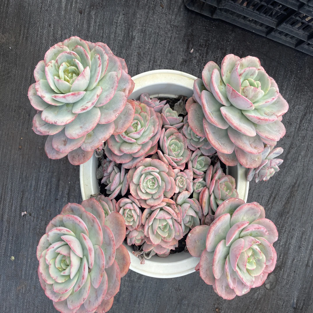 瑶池仙子 金金精品多肉植物