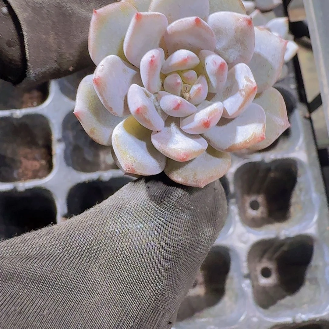 精品玉芙蓉两米三颗