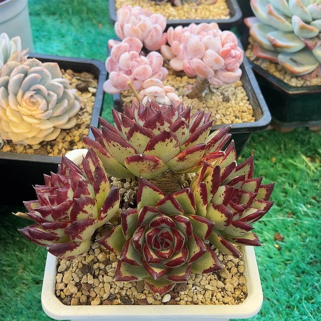 乌木，，，，，，，，，，，，，，，