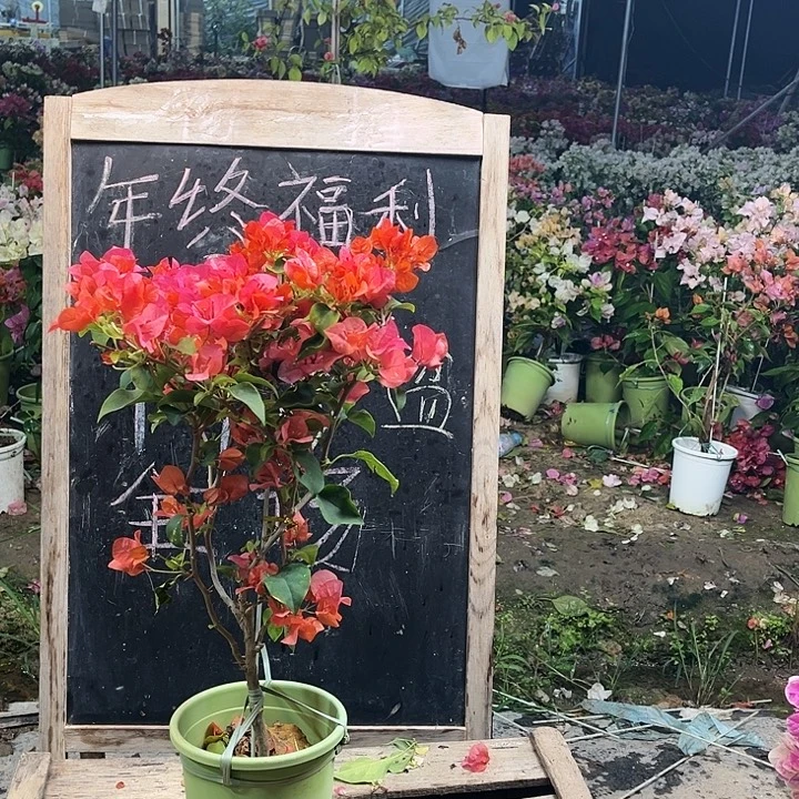 完全开放三角梅橙色精彩