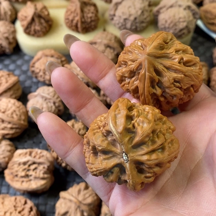 志洪锦鲤洪锦鲤洪锦鲤