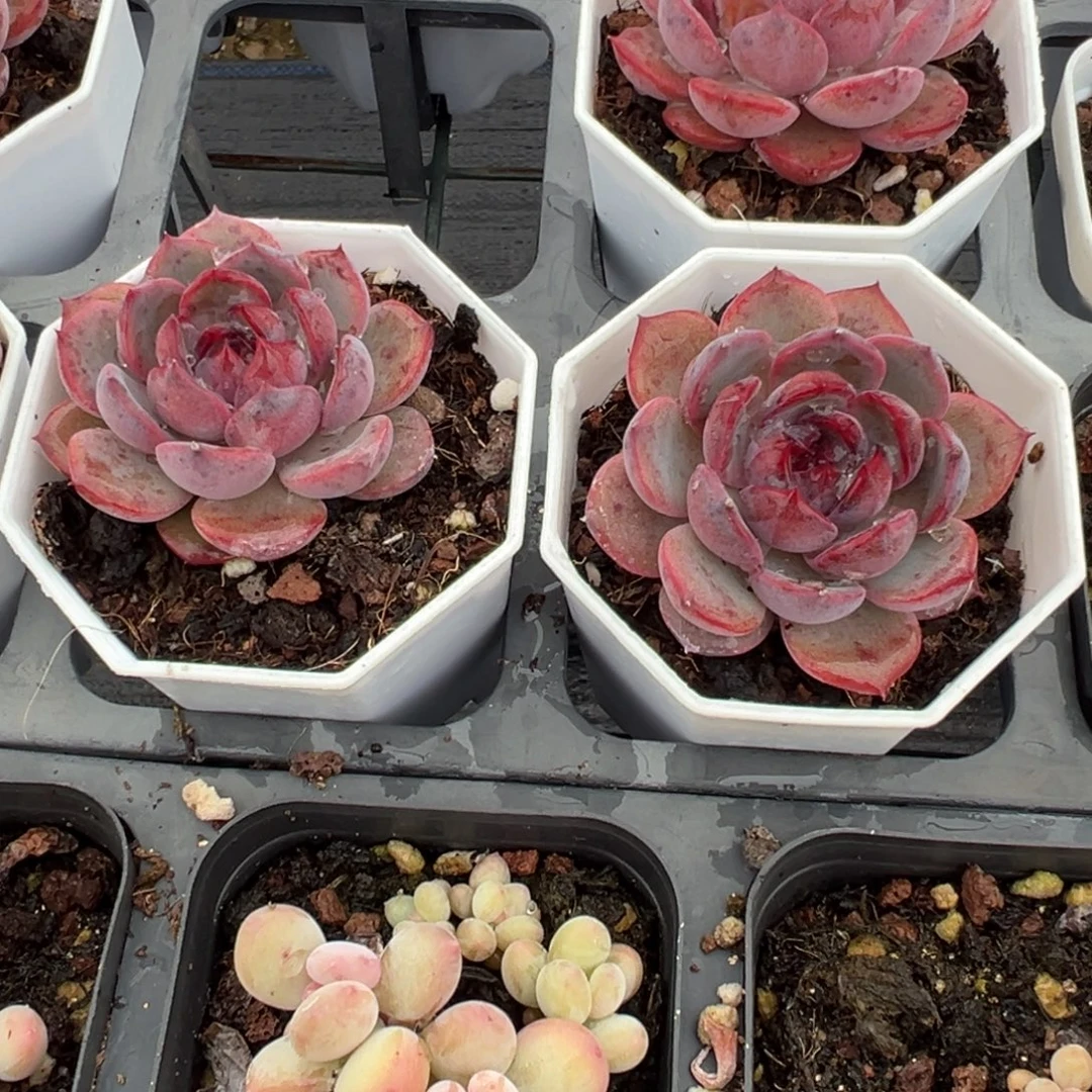 墨玉黑橙子一颗量拍多肉满18元包邮下午发货