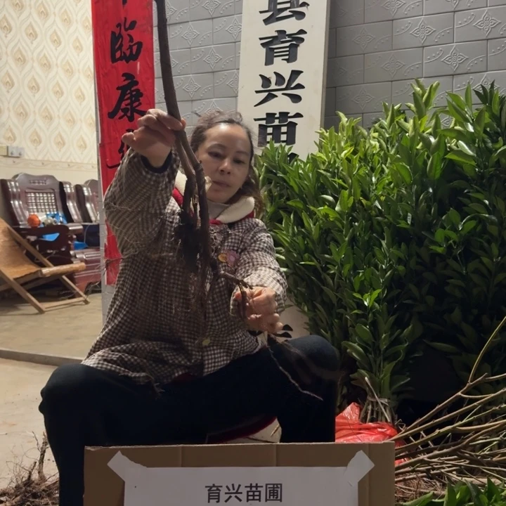 完全开放黄桃果树苗组合