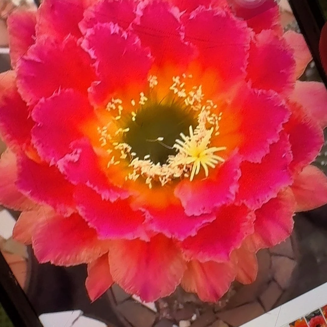 春春侧芽5公分毛花柱仙人球