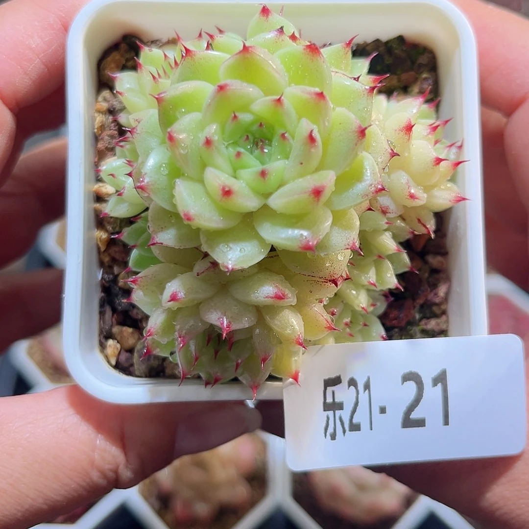 木乐21-21海王群