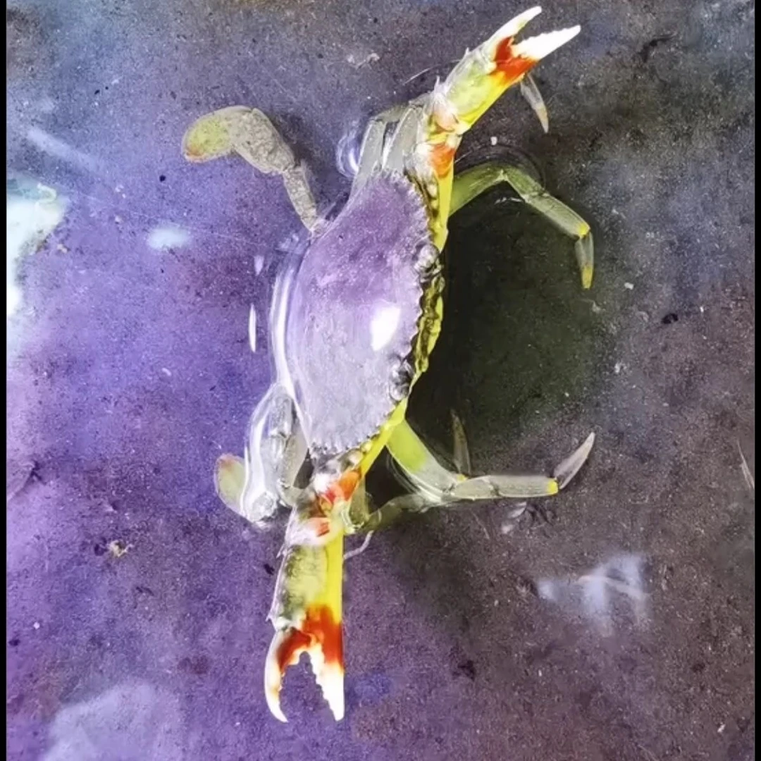 淡化青蟹可爱螃蟹中华蟹都可饲养深水饲养浅水饲养清理残留物入门