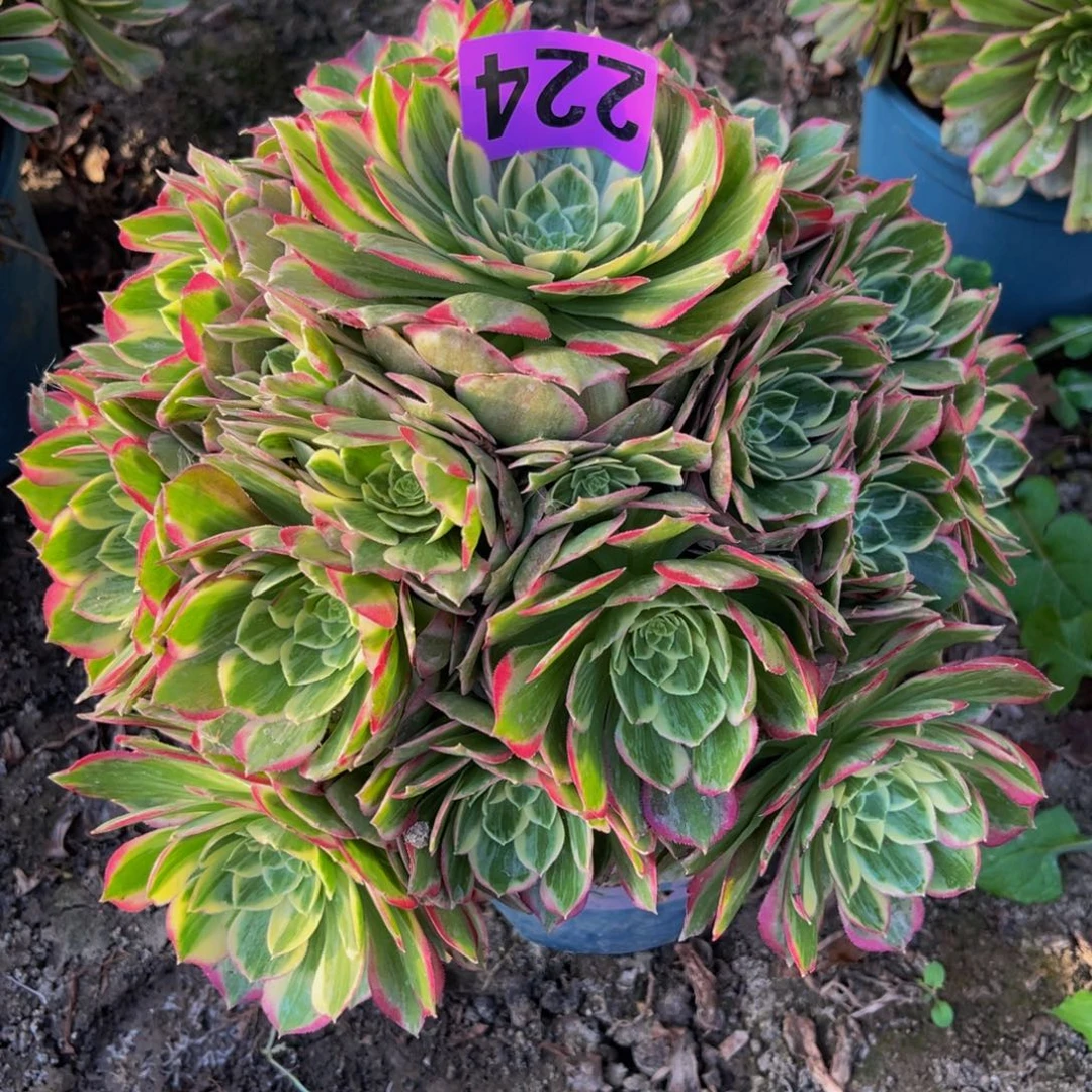 水蜜桃法师26////39包邮