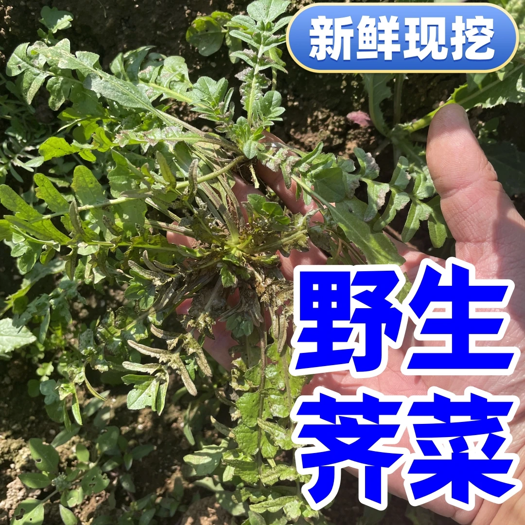 [野生荠菜]大自然荠菜当季现采野季季菜鲜嫩野菜2斤3斤4斤做馅子