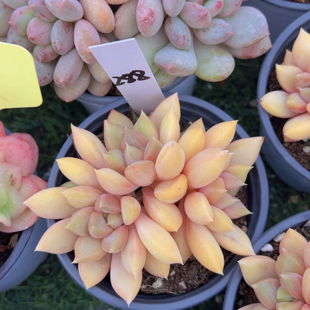 香玉的故事是一个人的故事