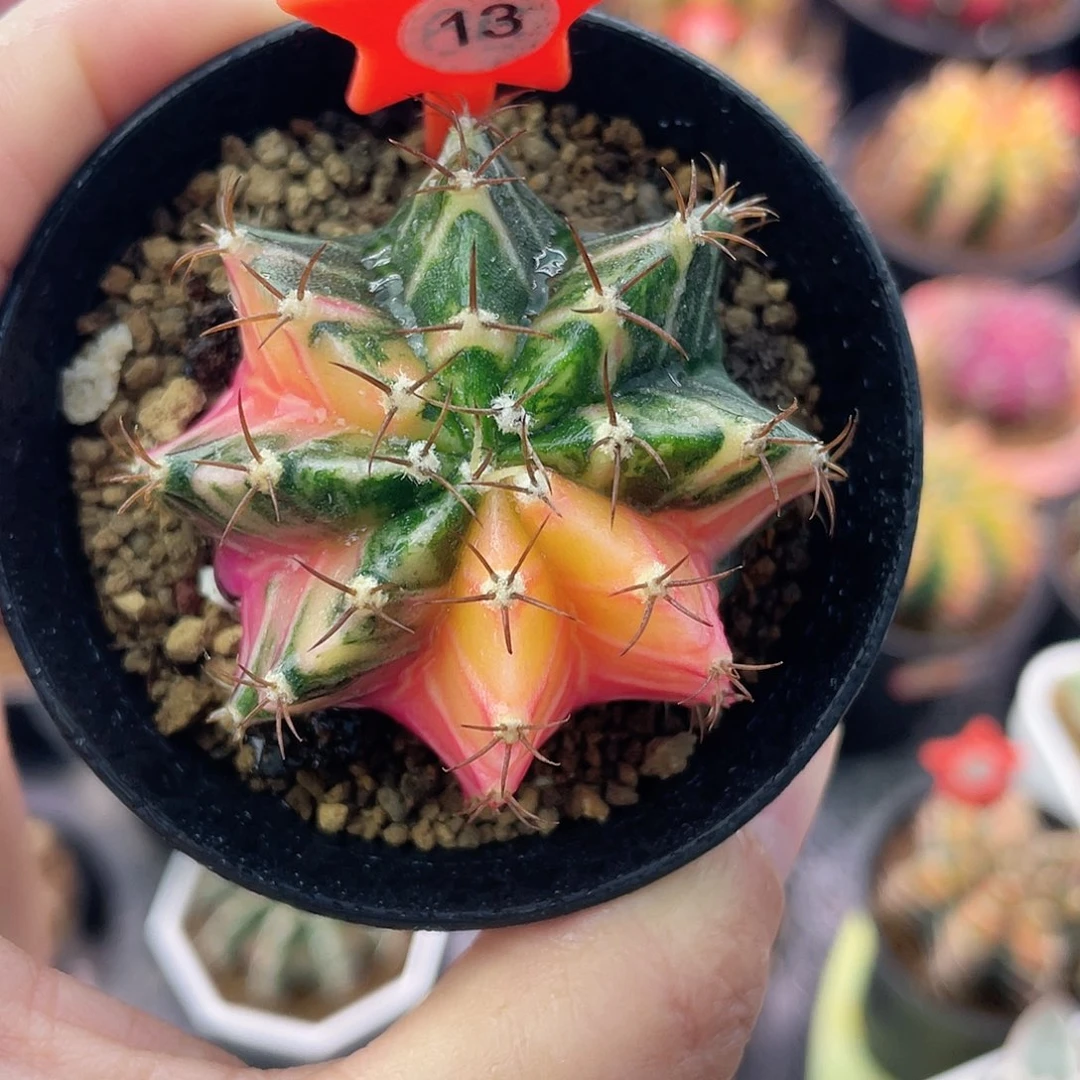 1-13米哈锦4.8厘米