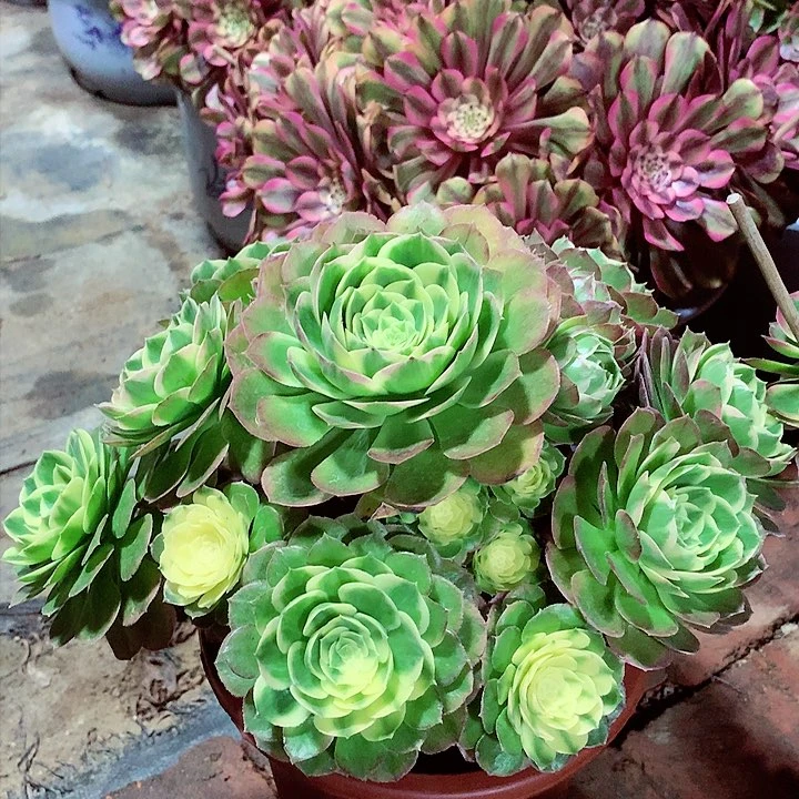 海*海王捧花，多肉植物