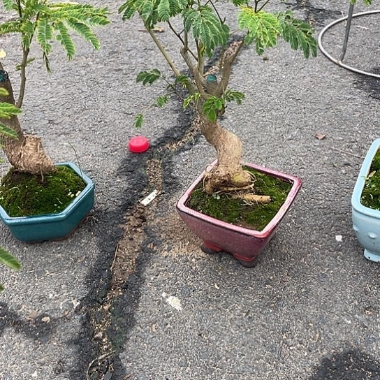 当前无花栽培后可以开花嘉***?