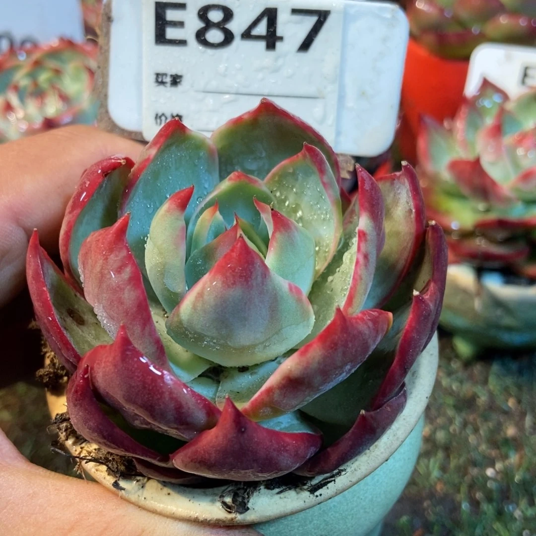 惊鸿一瞥847号多肉