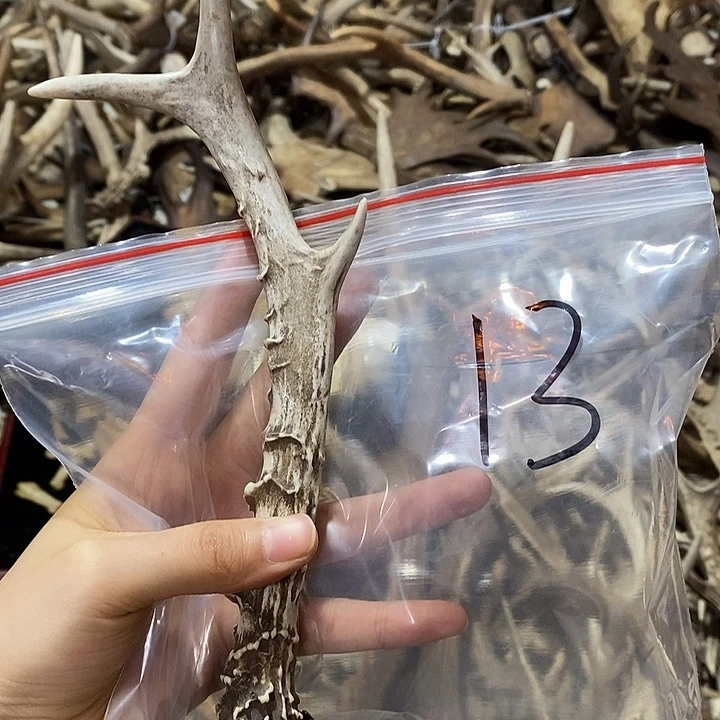 鹿角鹿角鹿角鹿角鹿角鹿