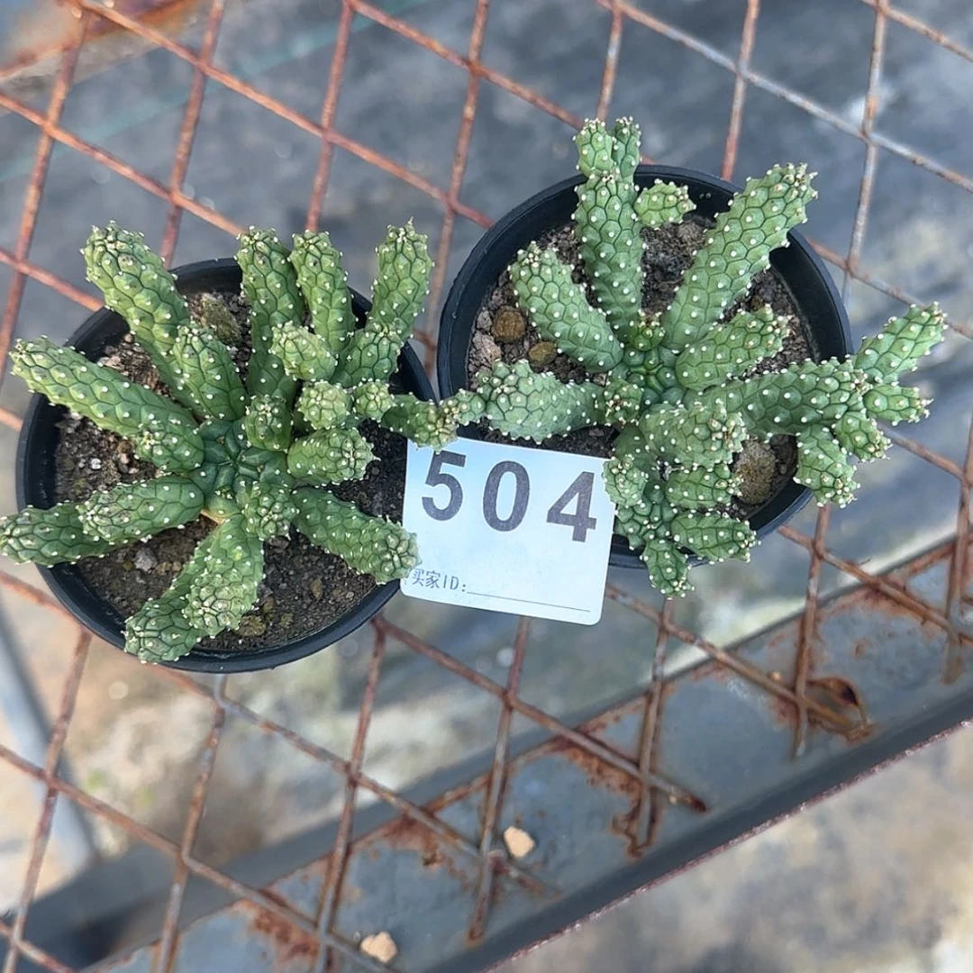 【闪购商品】K***n块根植物布纹球