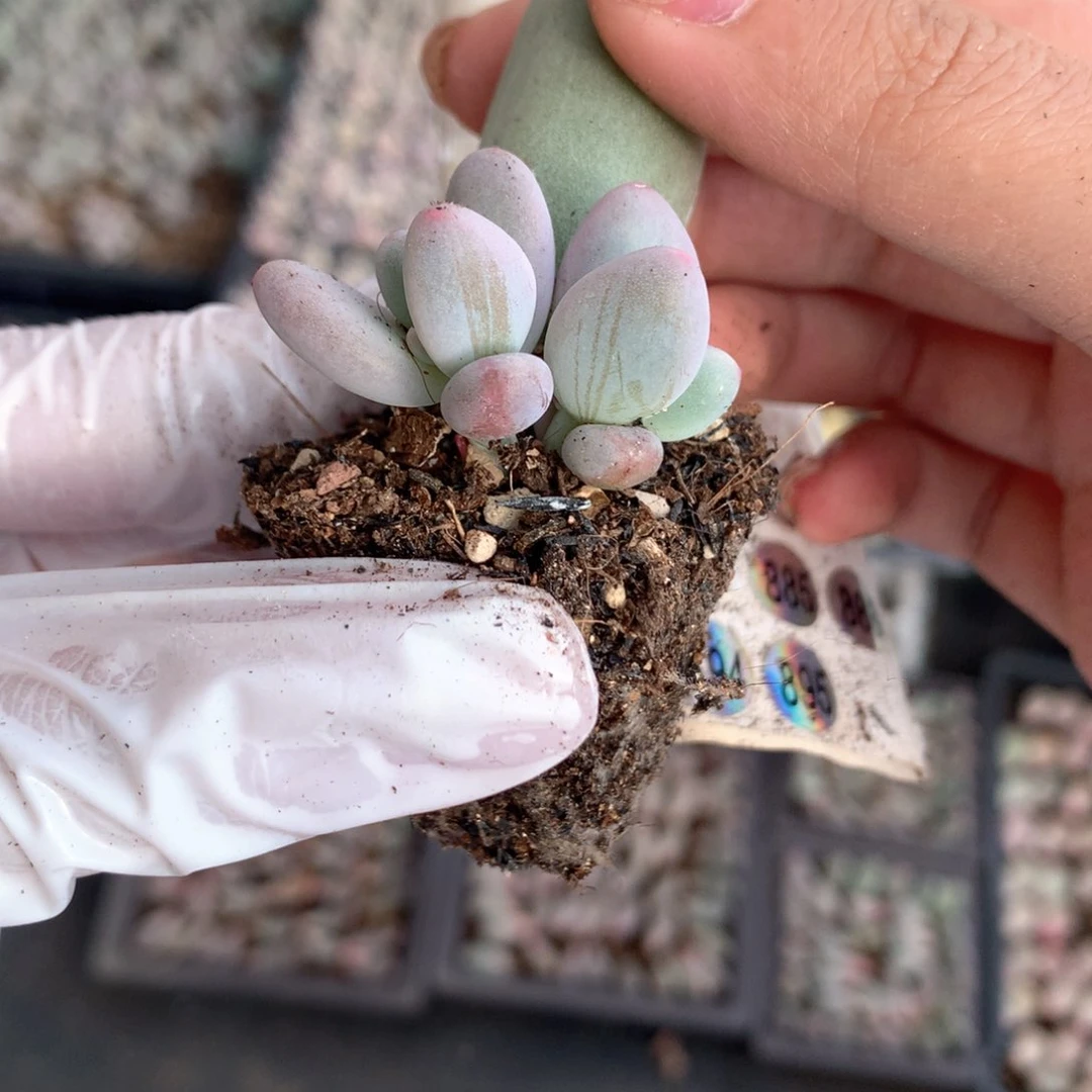 米可米可米可叶插