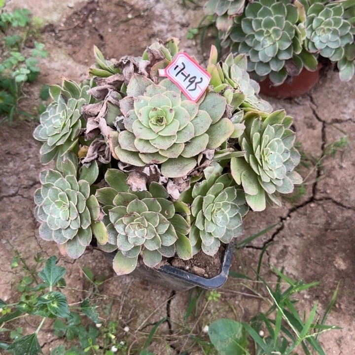 17-193莲花座不包售后