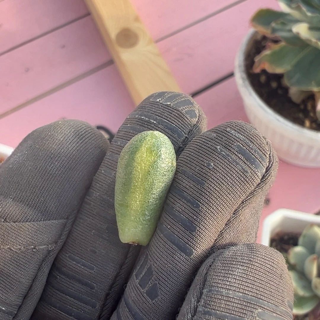 绿龟之卵锦，拉丝锦叶子一片