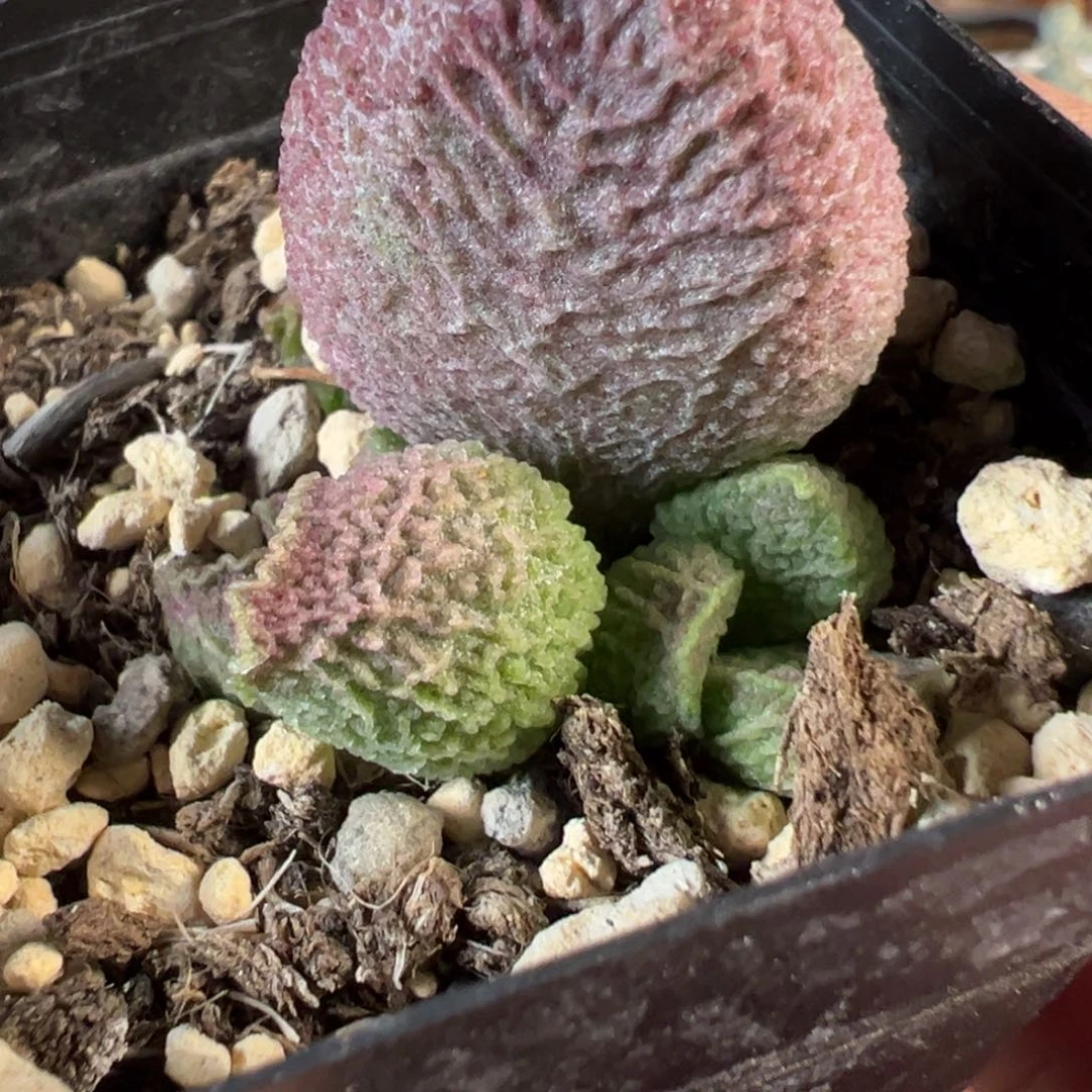 巨猪宝水泡多肉植物水泡