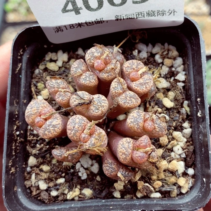4063。