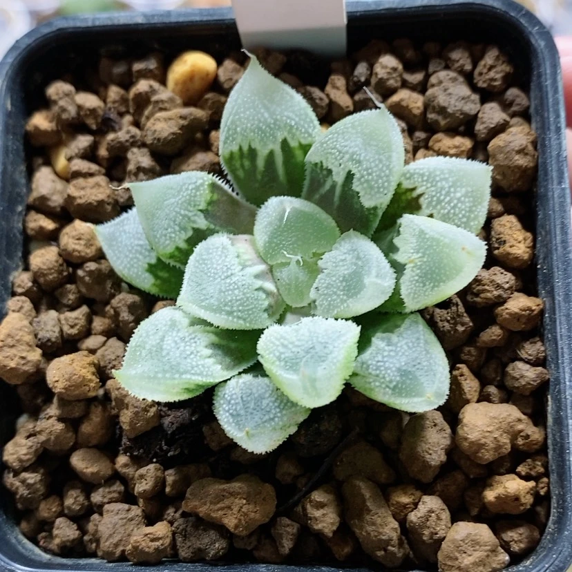 【闪购商品】21全窗白帝城