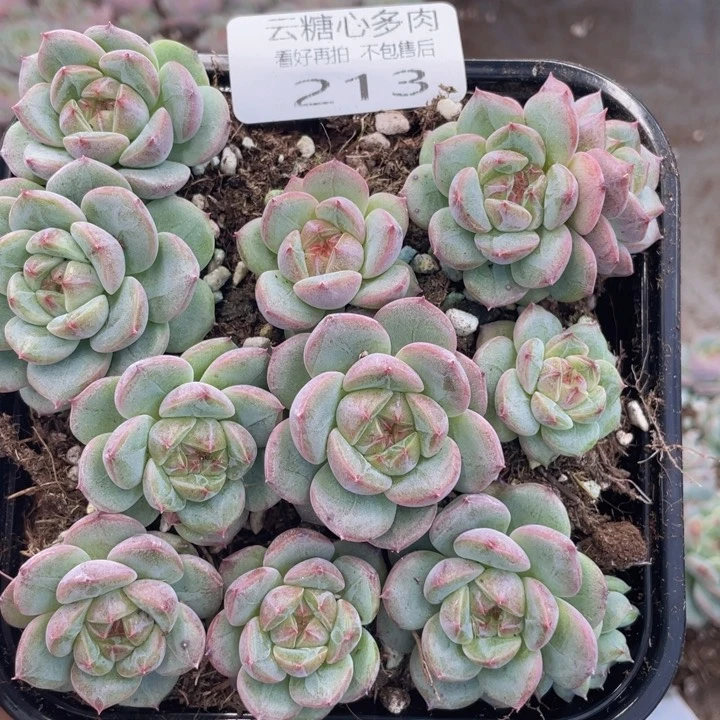 云糖心多肉植物213